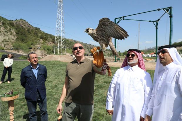 Laçında Şərqi Qafqaz turları və şahin quşları təbiətə, müxtəlif növ balıqlar Həkəri çayına buraxılıb   FOTO