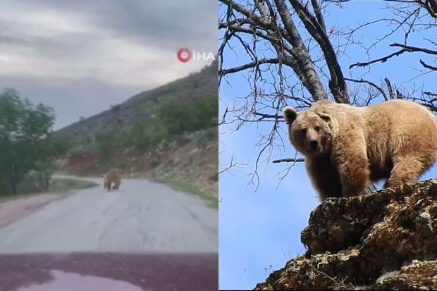 Ankarada TDT   nin Fövqəladə Zirvə Toplantısı keçirilir