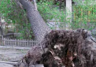 Mingəçevirdə şam ağacı yola aşdı – hərəkətə maneə yarandı