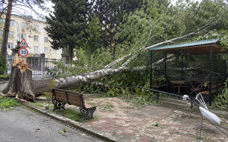 Mingəçevirdə iri qovaq ağacı qoparaq istirahət məkanına düşdü – ELEKTRİK XƏTTİ ZƏDƏLƏNDİ