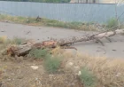 Güclü külək Yevlax və Goranboyda ağacları aşırıb -