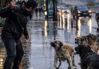 Heyvana işgəncə verənləri bu cərimələr gözləyir – Məbləğlər açıqlandı
