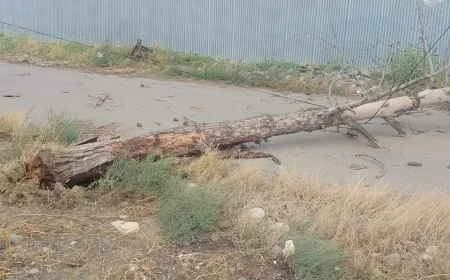 Güclü külək Yevlax və Goranboyda ağacları aşırıb -