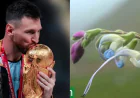 Messi daha bir rekorda imza atdı? Yeni bitki növü onun şərəfinə adlandırıldı