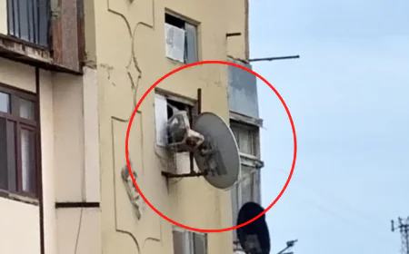 Bakıda iti pəncərədən atan şəxs həbs edildi