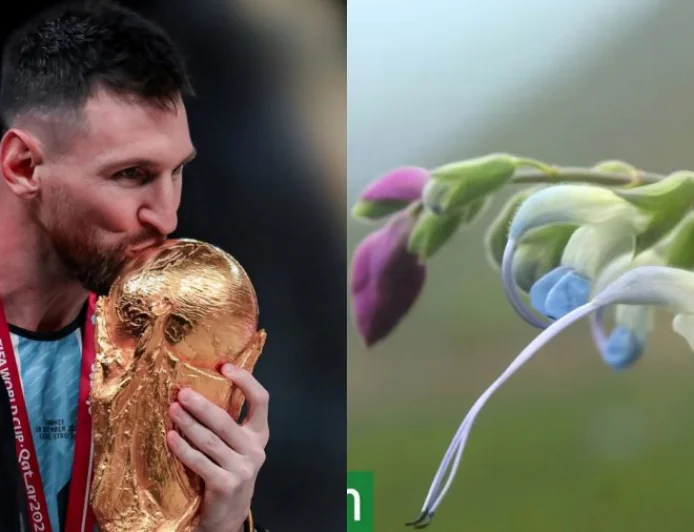 Messi daha bir rekorda imza atdı? Yeni bitki növü onun şərəfinə adlandırıldı