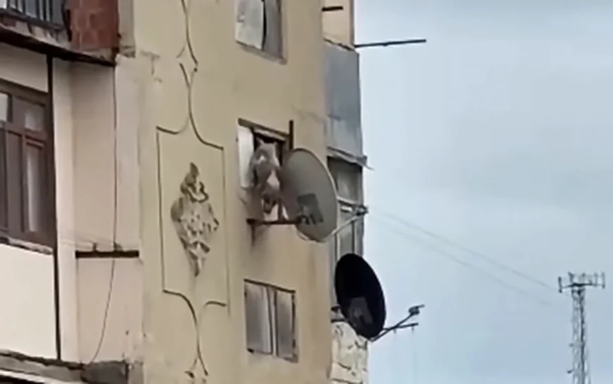 Bakıda iti binadan atan şəxs məsuliyyətə cəlb edildi
